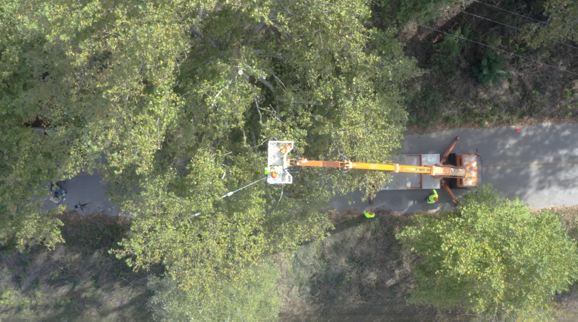 Κλαδέματα Δέντρων